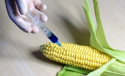 Maíz transgénico de Monsanto ligado a falla masiva de órganos