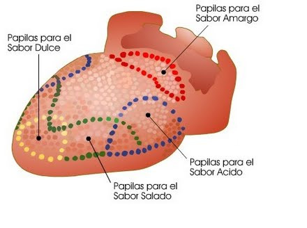 Hallan grupo de neuronas que estimulan los gustos a los sabores