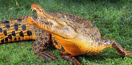 Conozca al cocodrilo naranja de Australia