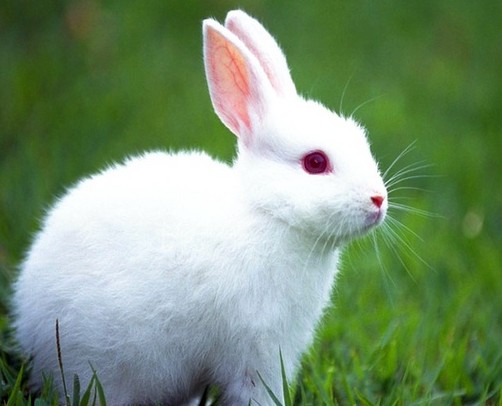 Conoce a Niño Bunny un conejo español que podría ser sacrificado por nuestras autoridades