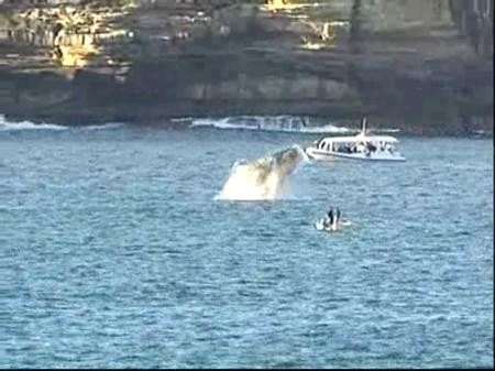 Ballena casi aplasta a una surfista (Video)