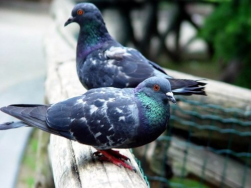 Argentinos preocupados por invasión de palomas en sus calles