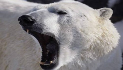 Oso polar ataca y mata a un turista en Noruega