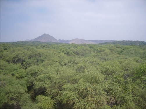 Implementarán dos nuevas rutas turísticas en el bosque de Pómac Implementarán dos nuevas rutas turísticas en el bosque de Pómac