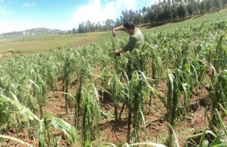 Granizada afecta cultivos en la provincia de Huancavelica