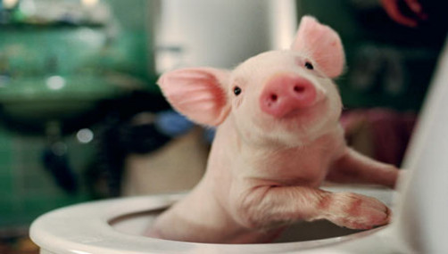 Crean cerdo transgnico que servir para trasplantes de rganos 