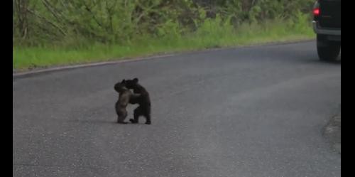 Pelea de osos bebes es una sensación en YouTube