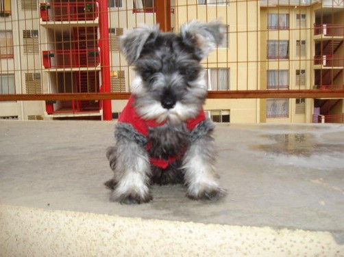 Devuelven a perrita 'Bella'