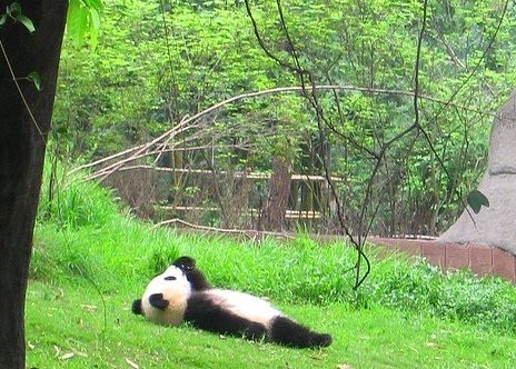 Foto: Oso panda mira las nubes de lo más relajado