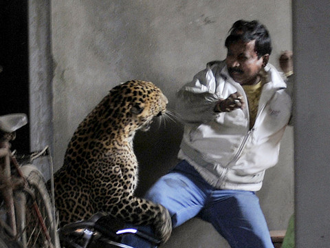 Siguen los ataques de leopardos en la India