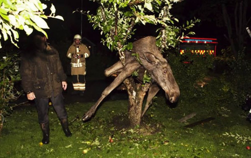 Alce borracho quedó enredado en un árbol