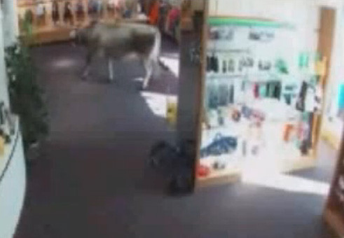 Vaca busca rebajas en tienda de Austria