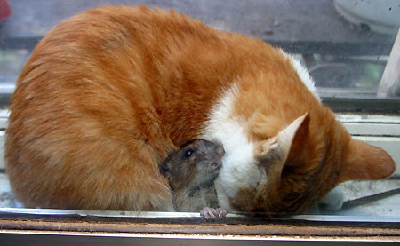 Rata se enfrenta a cuatro gatos y vence (Video)