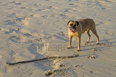 Perro boxer fue enterrado vivo en la arena (Vivo)