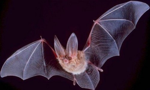 Ecuador: Mueren 12 personas por brote de rabia de murciélagos
