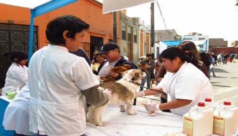 Barranco ofrecerá spa canino gratuito con atención veterinaria especializada
