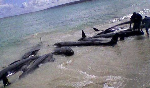 Lambayeque: Casi 200 delfines aparecieron muertos en las playas de San José