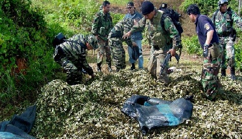 Decomisan 60 kilos de hoja de coca en La Libertad