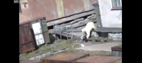 Video: Oso polar ataca a una mujer en Rusia