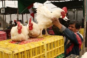 Precio del pollo baja en mercados de Lima Metropolitana