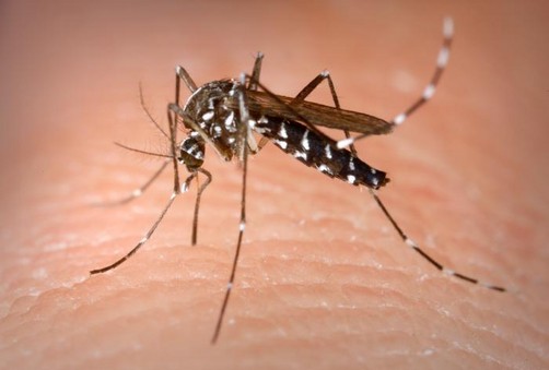 186 personas mueren en menos de un mes por casos de dengue en Pakistán