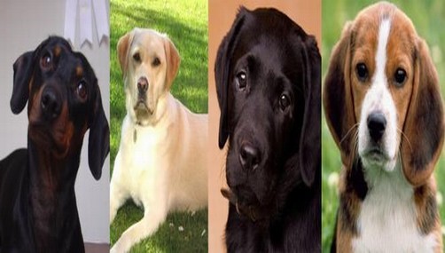 San Isidro: Este domingo se llevará a cabo la 'Gran Caminata Canina 2K Nino'