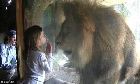 Una niña enfrenta el ataque de un león (Video)