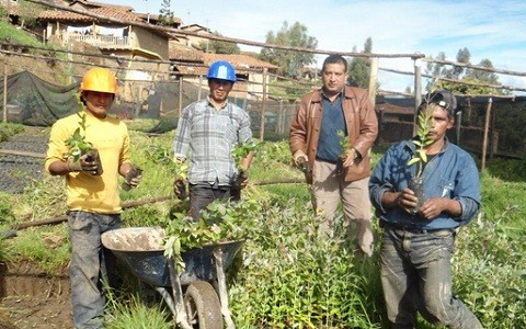 Alcalde dirigió jornada de reforestación de pinos y eucaliptos en Distrito de Pallasca