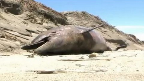 Científicos continúan investigando la muerte de delfines en las playas de Lambayeque