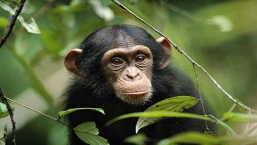 Video: soldados salvan de morir tras burlarse de chimpancé