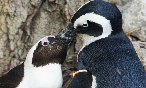 Pingüinos fueron separados por gays (Video)