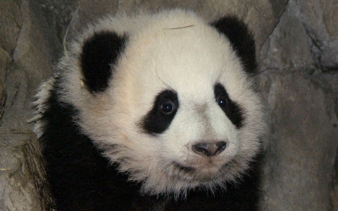 China crea hábitat natural para pandas