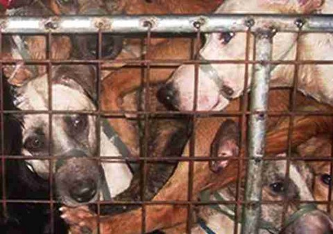 Vietnam: aumenta la demanda por 'guisos de perro'
