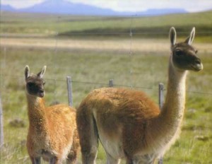 Animales silvestres amenazados en la Patagonia