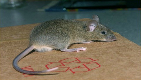 Se intensifican trabajos de control de roedores en Ica