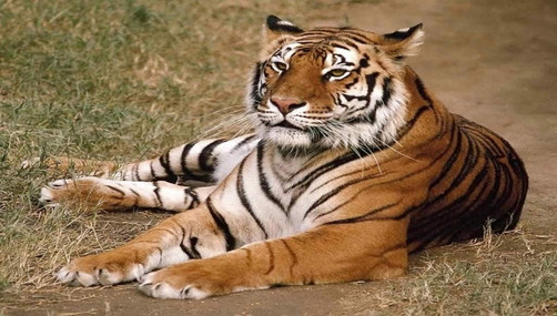 Tigre asustado por pajarito causa revuelo en Internet