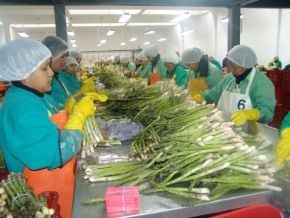 Agroexportaciones peruanas crecieron un 3,041% desde 1980