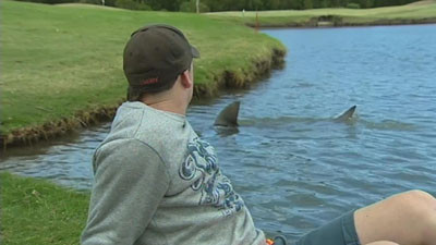 Australia: Tiburones invadieron campo de golf