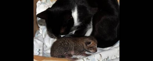 Una gata se convierte en la madre adoptiva de un tigrillo