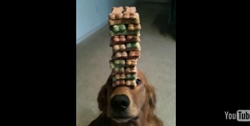 VIDEO: perro equilibrista es sensación en Youtube