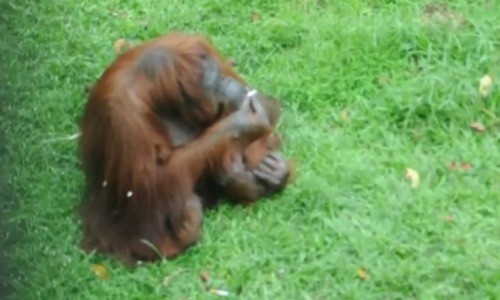 Orangután fumador sufre síndrome de abstinencia (Video)