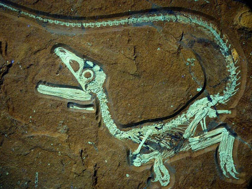 Encuentran fósil de dinosaurio bebé bien conservado