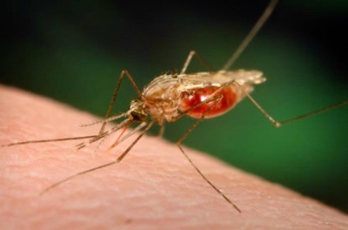 OMS: Informe de progreso contra la malaria