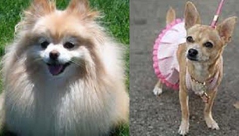 Dos perros se casarán en Nueva York para promover la adopción de animales