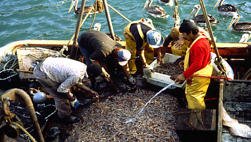 Perú desarrollará la pesca de atún con flota nacional