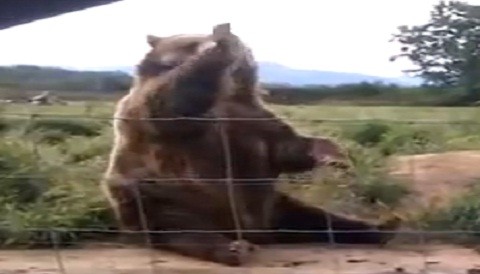 Oso responde gentilmente saludo a niña (Video)