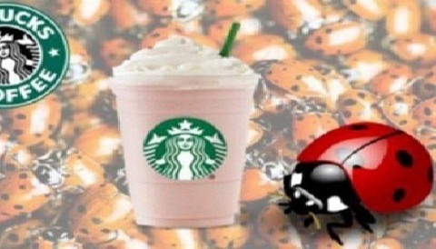Cadena Starbucks usaba extracto de escarabajo en sus productos