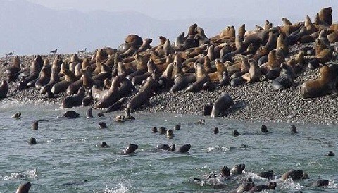 Reserva Nacional de Paracas recibió la visita de 83 mil turistas entre enero y abril