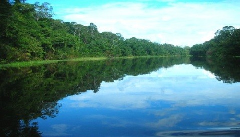 Brasil presenta Código Forestal que indultaría a criminales ambientales y amenaza el futuro de los bosques