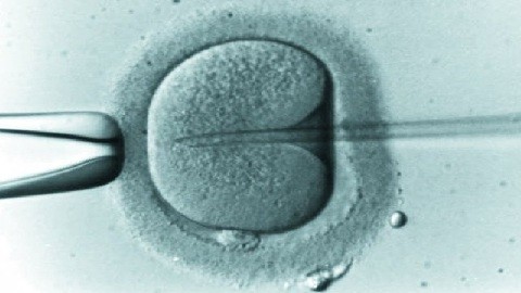 El precio a pagar por el 'milagro' de la fecundación in vitro